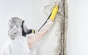 Trusted Pinson, AL Mold Removal Experts